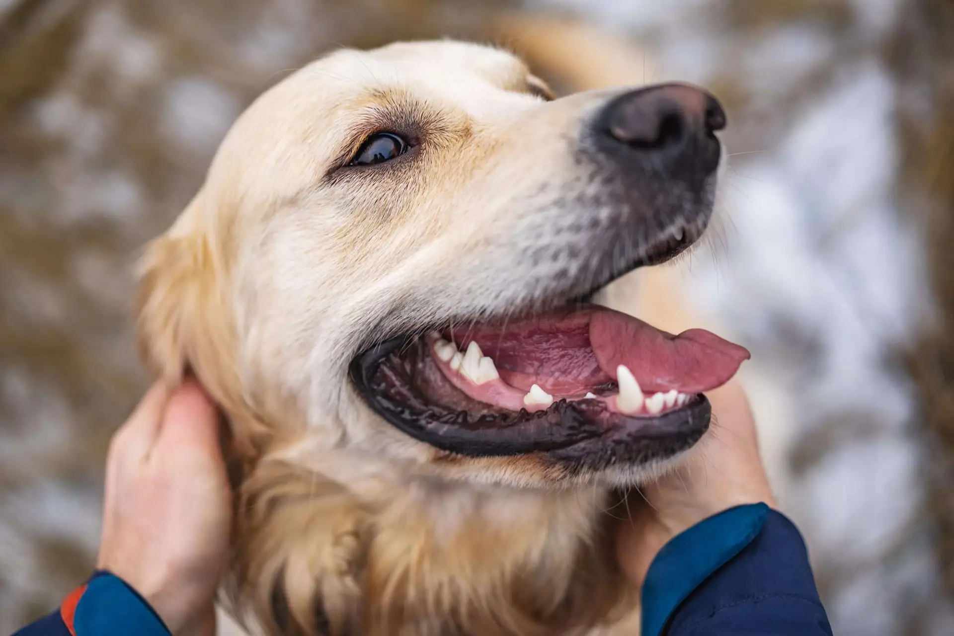 Happy golden retriever with a healthy smile after a dog teeth cleaning at Maple Ridge Animal Hospital