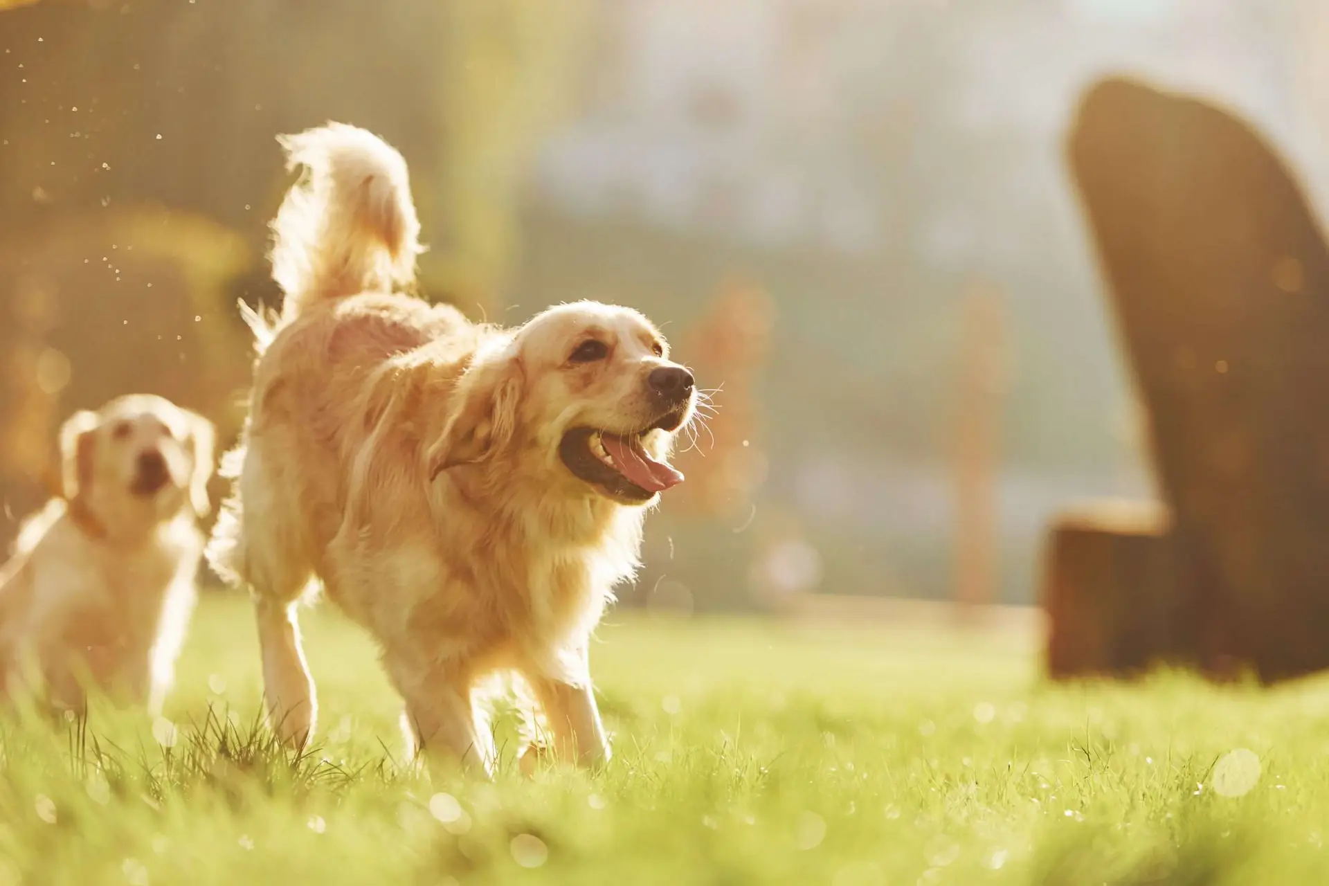 Two golden retrievers running together, active and at a healthy weight