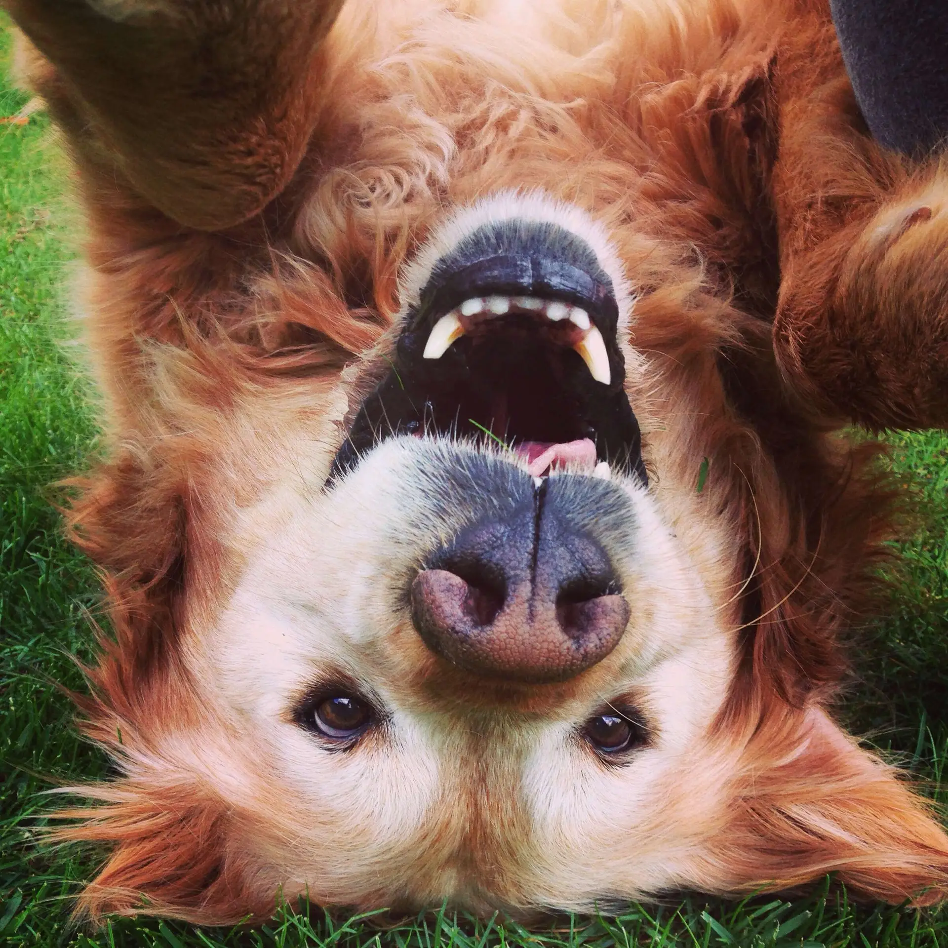 Playful golden retriever showing its teeth, a reminder to check for signs of dental disease in dogs
