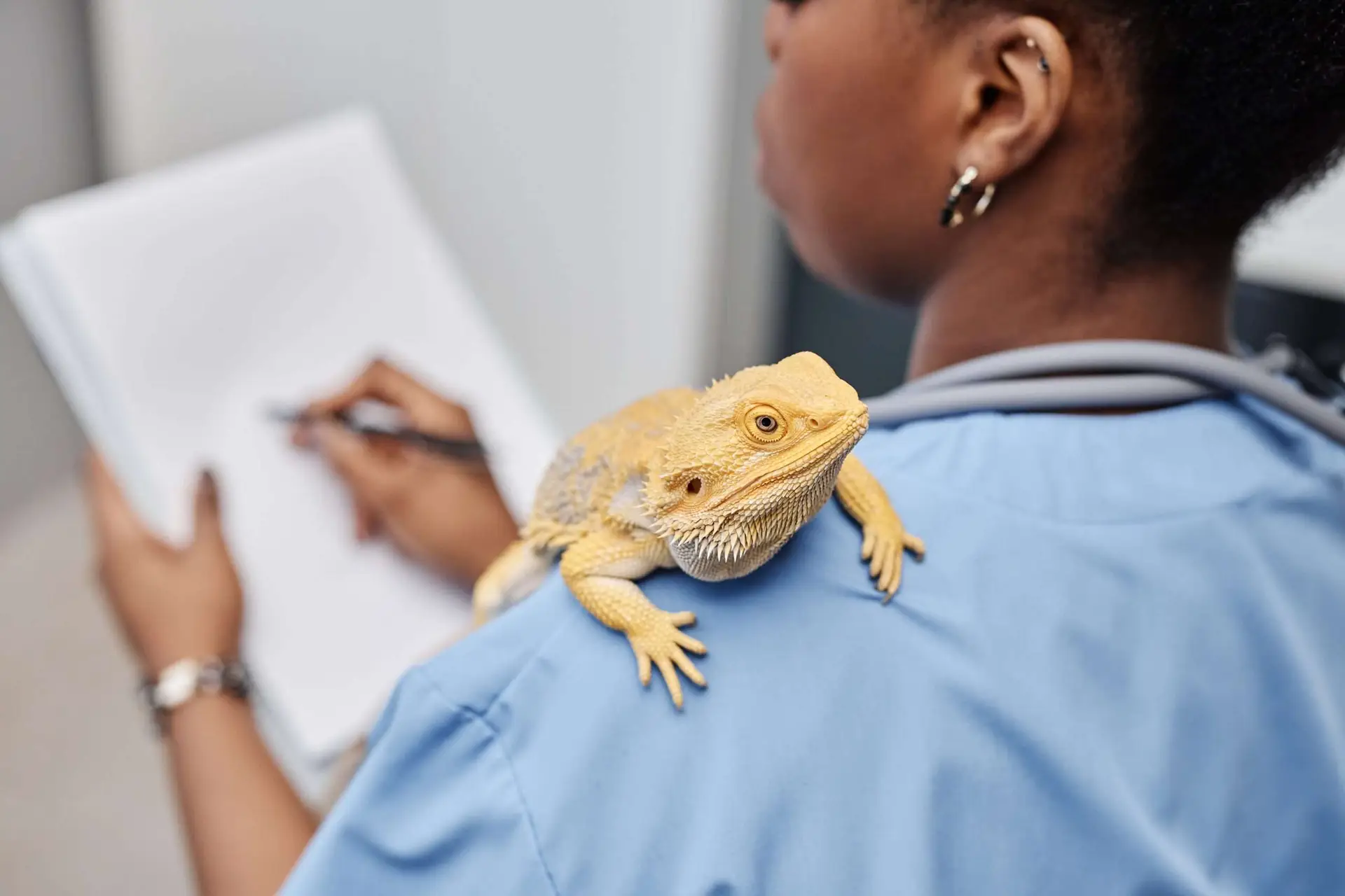 Veterinarian taking notes during an exotic pet exam at Maple Ridge Animal Hospital