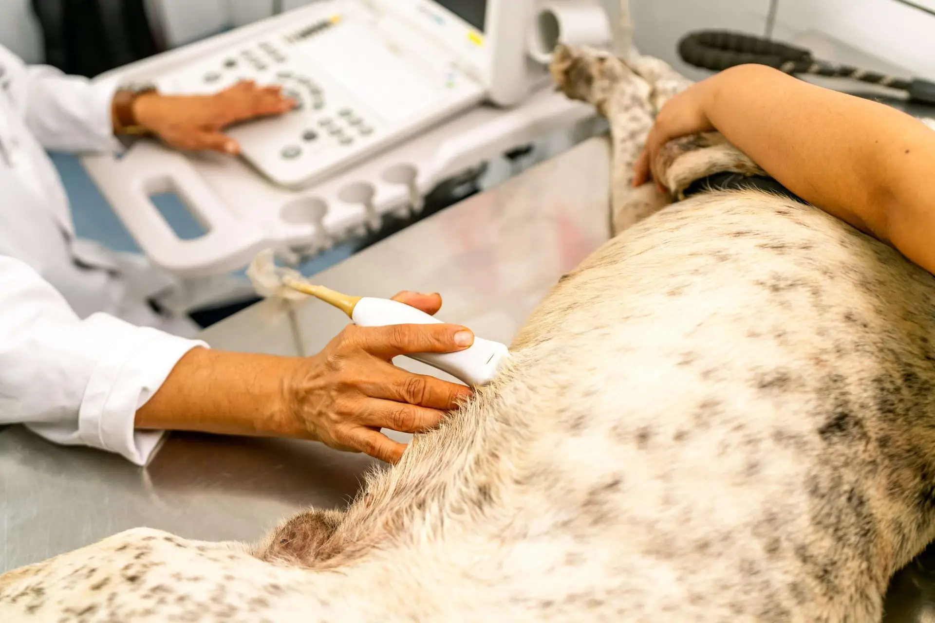 Veterinarian performing an ultrasound examination on a pet