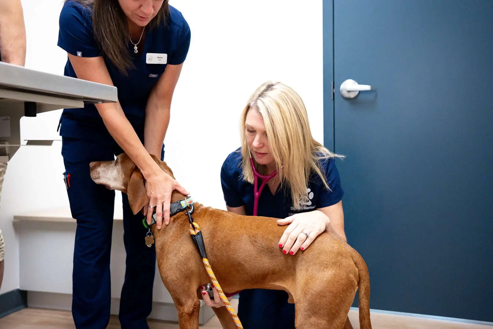 Dr. Holly Marrinson examining a brown dog's leg during an orthopedic exam at Maple Ridge Animal Hospital