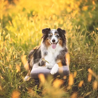 Australian shepherd relaxing comfortably at a healthy weight