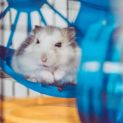 Cute furry hamster, one of the small mammals cared for at Maple Ridge Animal Hospital
