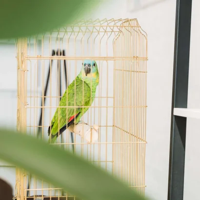 Green Amazon parrot, one of the exotic birds seen for grooming and wellness at Maple Ridge Animal Hospital