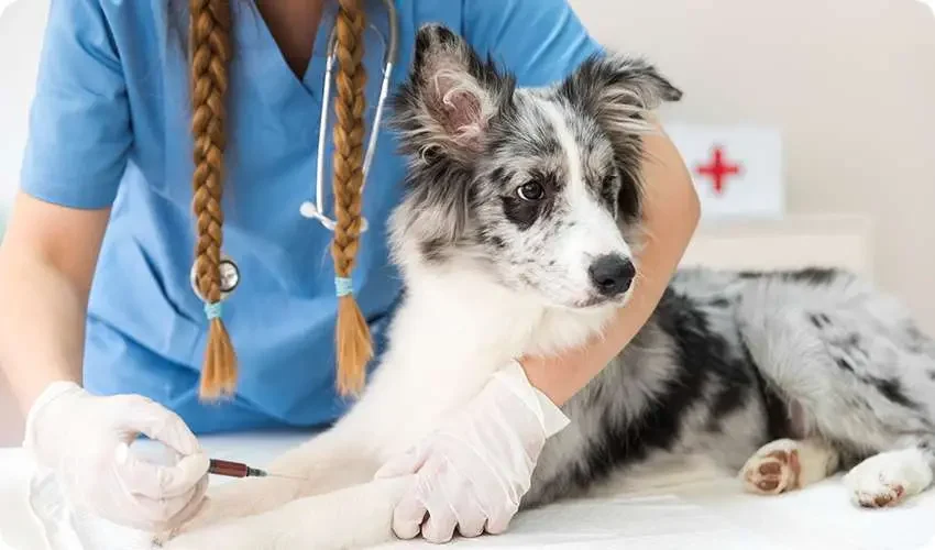 Veterinarian giving a dog a vaccination at Maple Ridge Animal Hospital