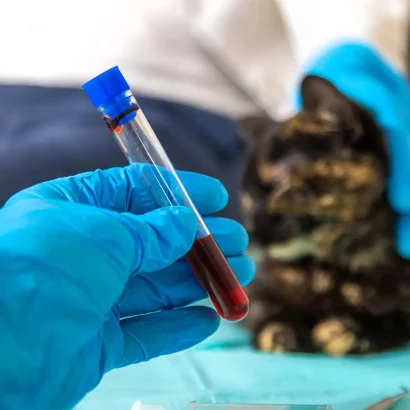 Veterinarian drawing blood from a cat for in-house lab testing at Maple Ridge Animal Hospital