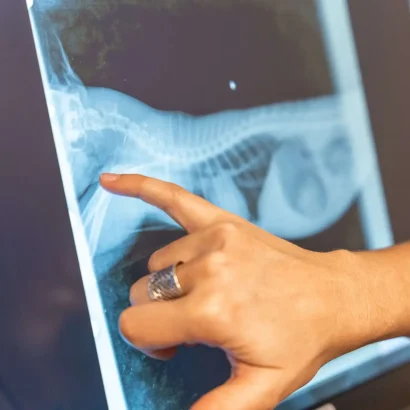 Veterinarian reviewing a pet's digital X-ray at Maple Ridge Animal Hospital